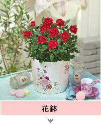 バラ花鉢